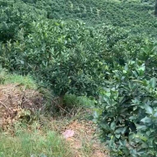 荔浦市夏橙_果园带果转让59.8万，桂林路荔浦