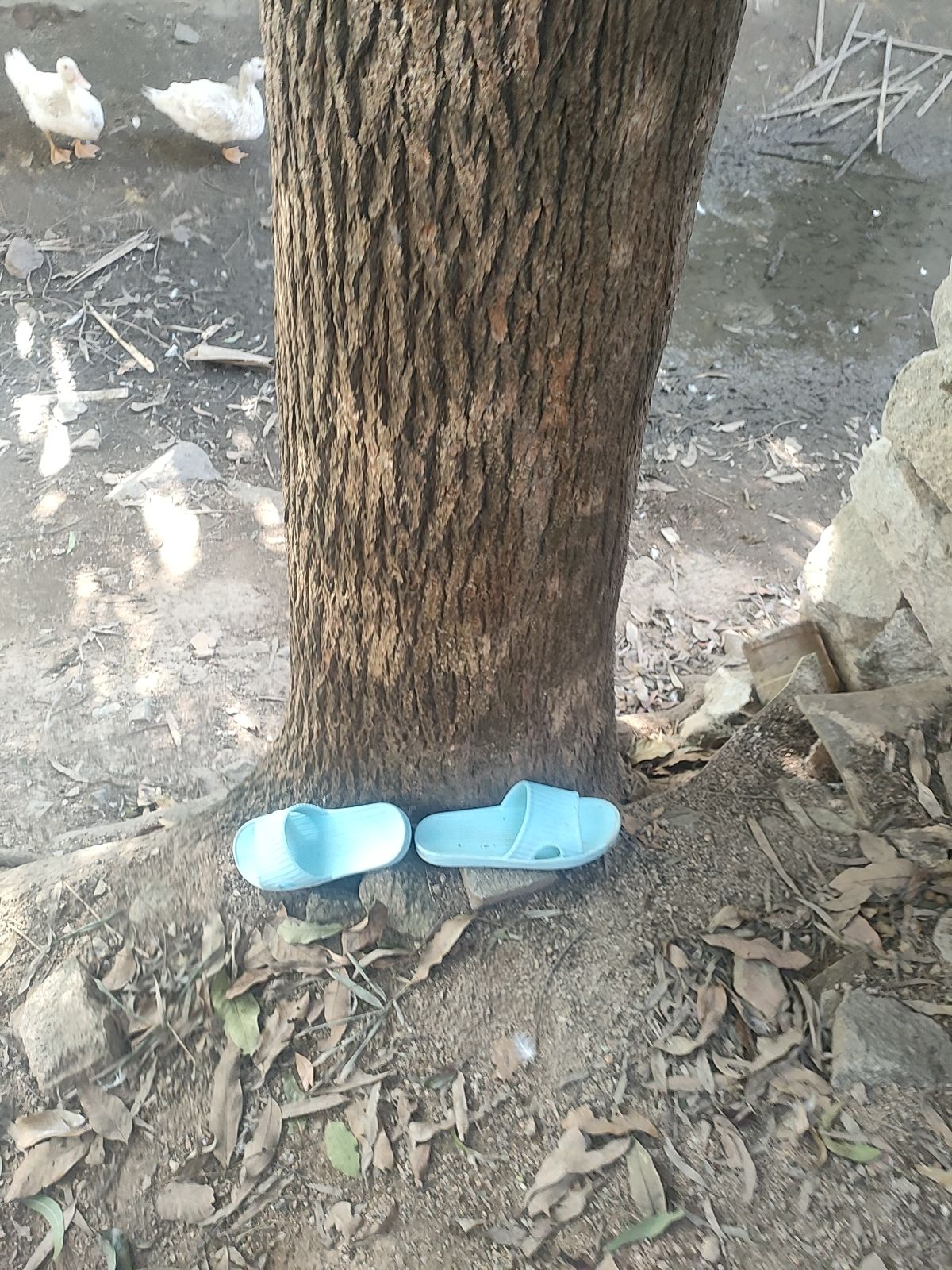 香樟的一种，泉州泉港区涂岭。价格随开