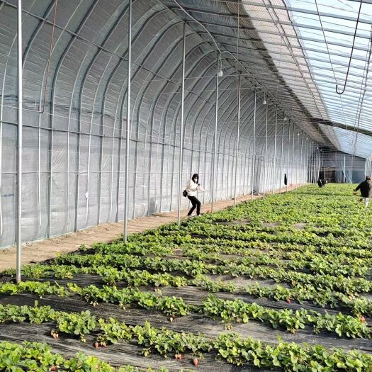 天津承接各种养殖，种植大棚