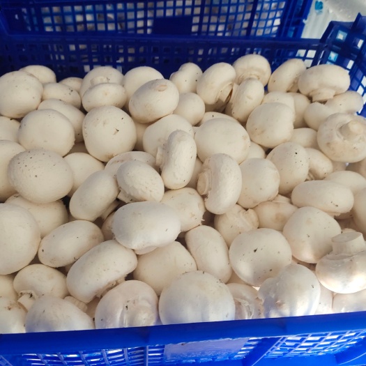 莘县欢迎采购！口蘑！双孢菇！干蘑菇