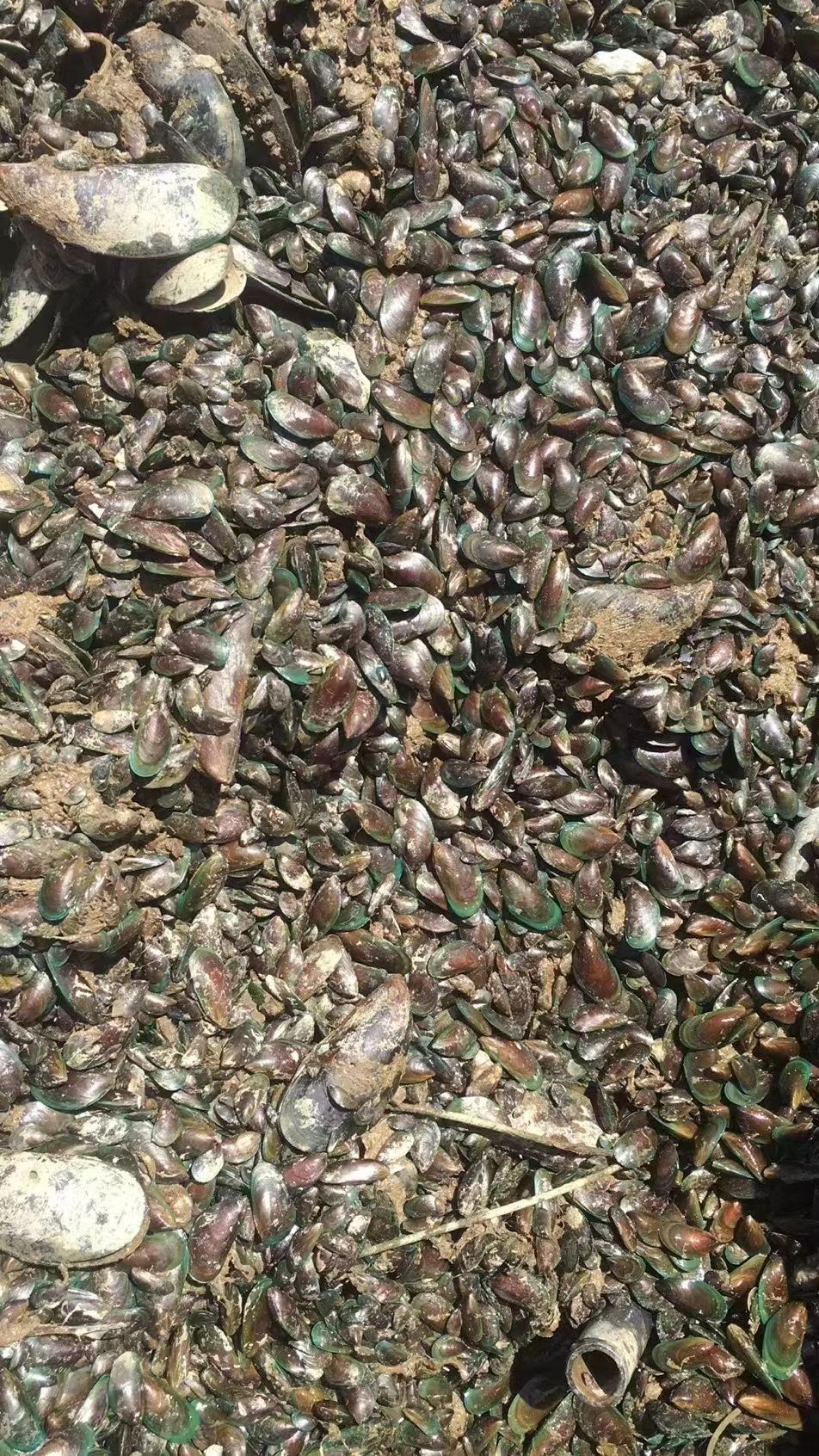 青口苗，手指甲大小，适合海水产养殖饲料
