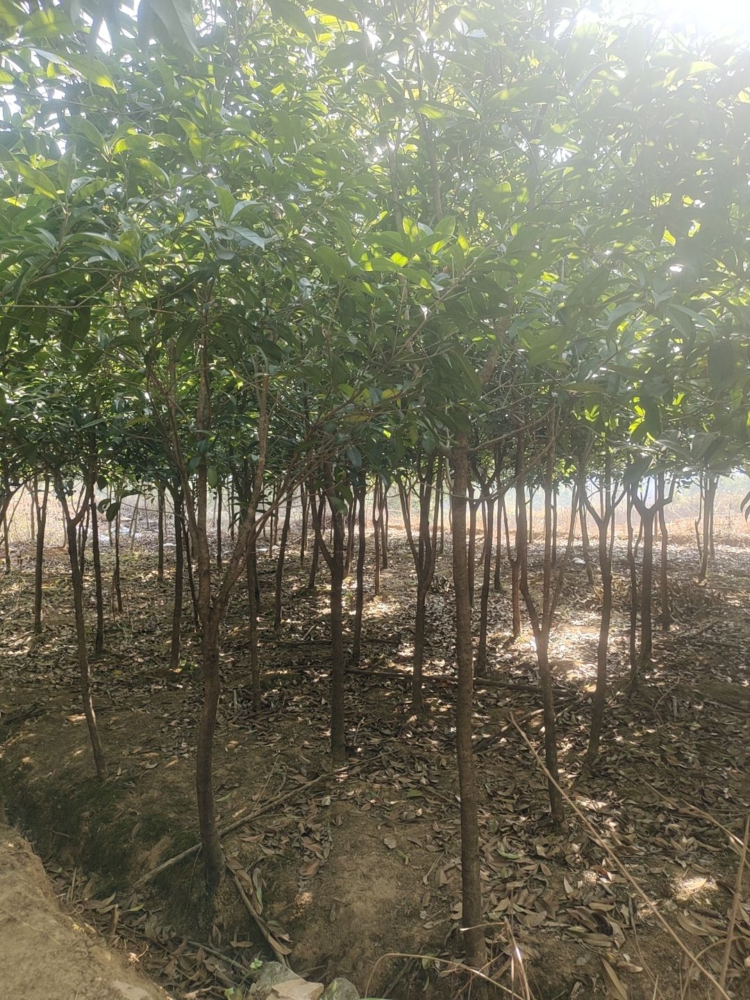 桂花树出售