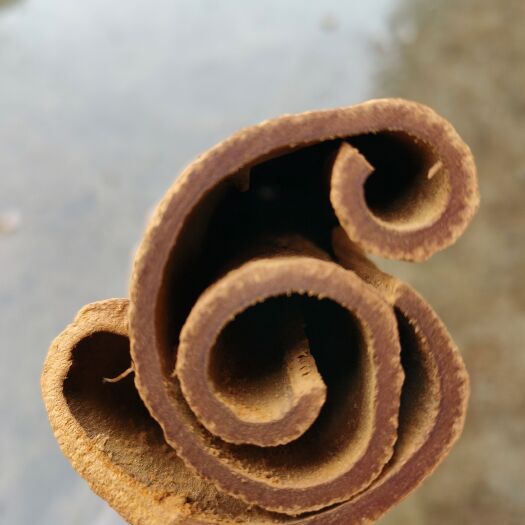 汕头越南紫油桂厚肉桂 桂皮油桂多规格