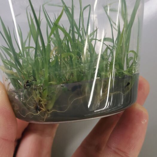 罗城县黄皮果蔗黄金甘蔗黄皮甘蔗组培苗脱毒苗