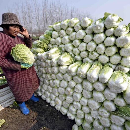 肥城市黄心白菜大量出货，两毛钱一斤包装车