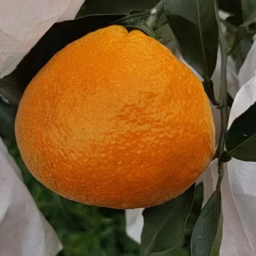 金堂县爱媛46号阿蜜达柑橘枝条