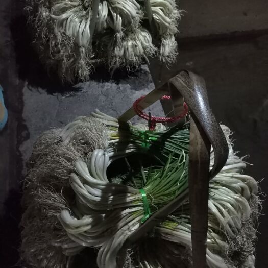 江永县开春上市J了，欢迎订购，产地一手货源，财富一触即发。