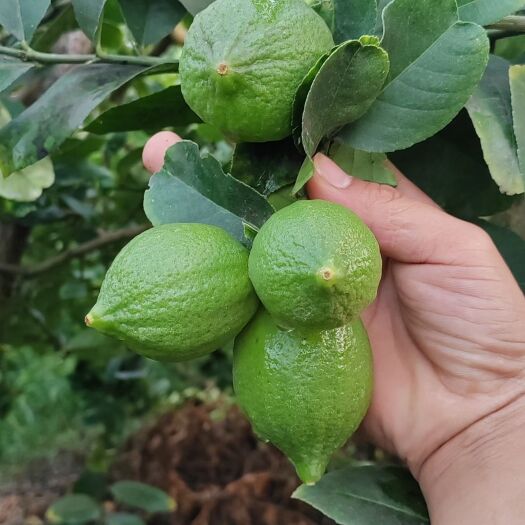 灵山县柠檬树苗，广东香水柠檬次年结果保湿发货提供种植技术全国
包邮