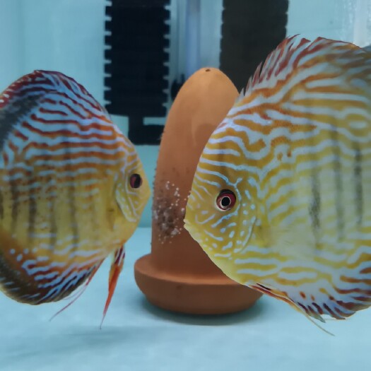 汕尾批七彩神，仙鱼松石苗，肉身2-4厘米的都有