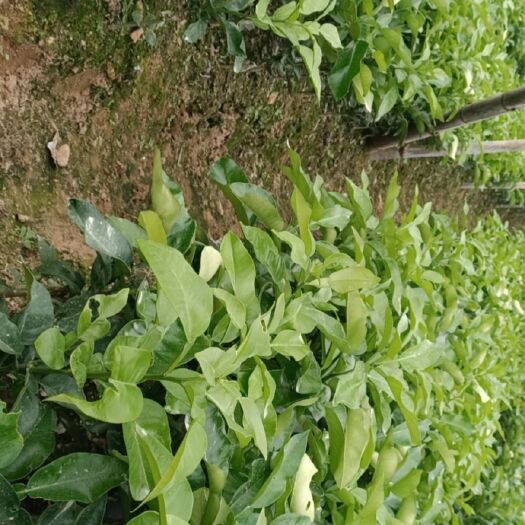 平和县各种肉色蜜柚苗