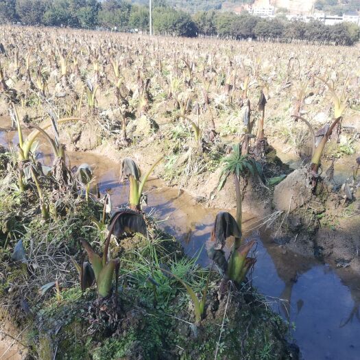 闽清县荔浦槟榔芋