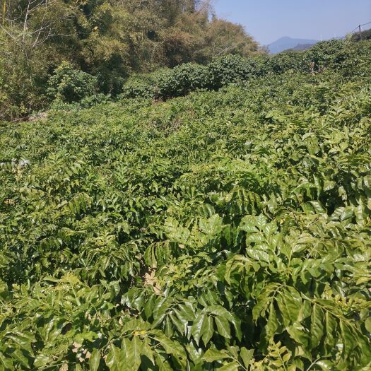 浦北县黄皮果苗黑黄皮果苗