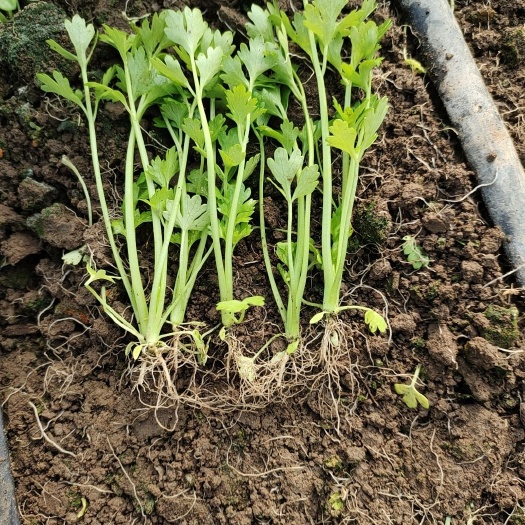 新沂市法国皇后芹菜种苗