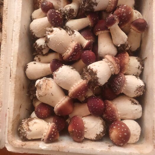 庄河市赤松茸头茬菇，欢迎选购。