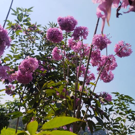 普宁市紫花风铃木 绣球风铃木