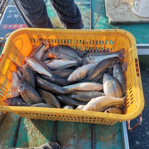 都昌县加州鲈鱼  塘口取货  现货2w+斤 可来塘口考察 诚意卖家
