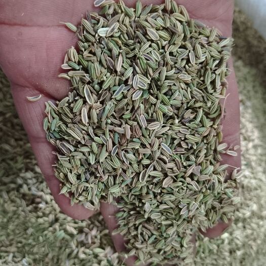 茴香籽