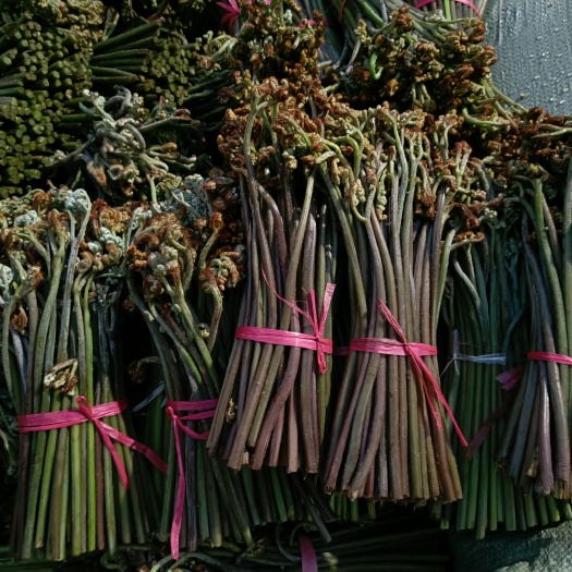 长顺县要新鲜蕨菜和腌制好的蕨菜