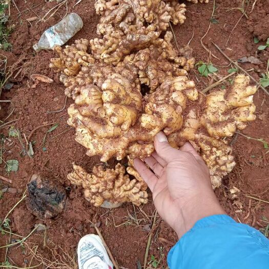 惠水县贵州小黄姜