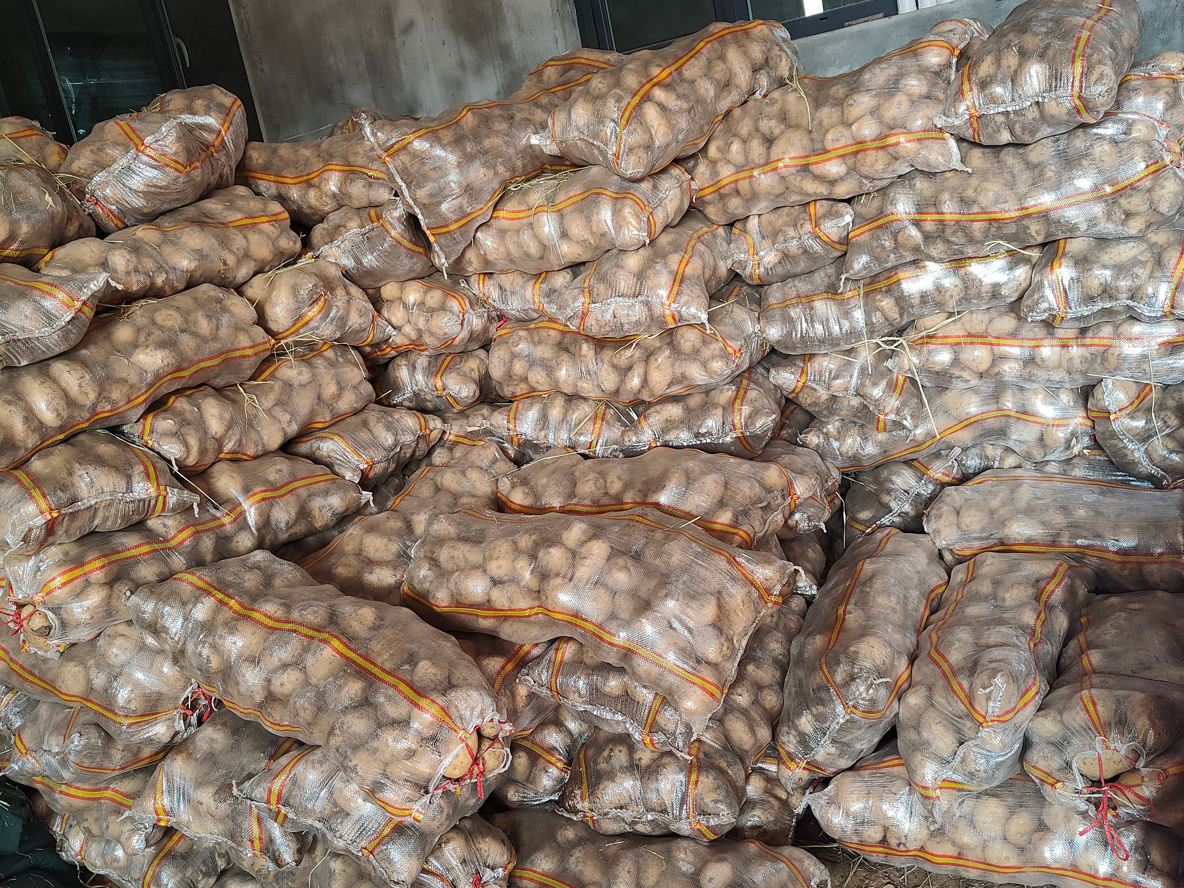 礼县精品土豆，沙地种植，货源稳定，诚信经营