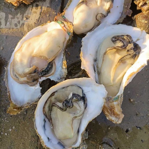 北海北部湾生蚝