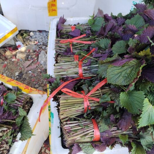 玉林新鲜紫苏