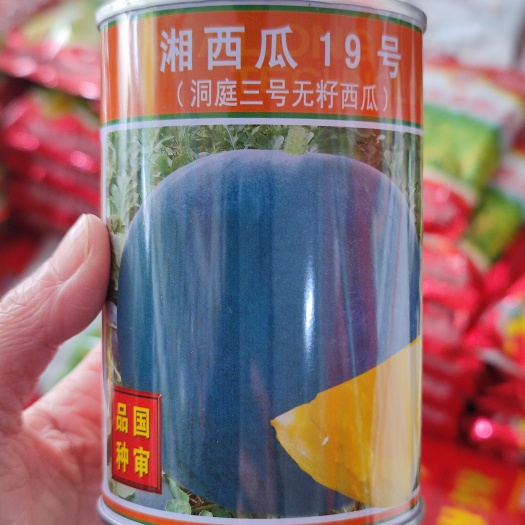 武汉湘西瓜19号洞庭三号无籽西瓜中晚熟黄瓤果皮深绿圆球型超甜原装
