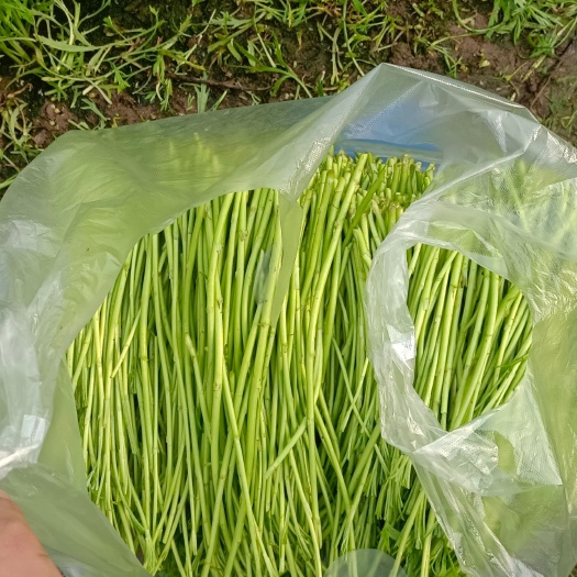 泗阳县芦蒿自产自销