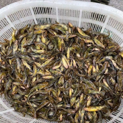 黄骨鱼苗黄颡鱼黄辣丁昂刺鱼昂针鱼养殖成品回收