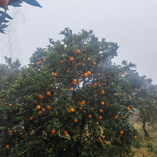 一手货源，开州春橙