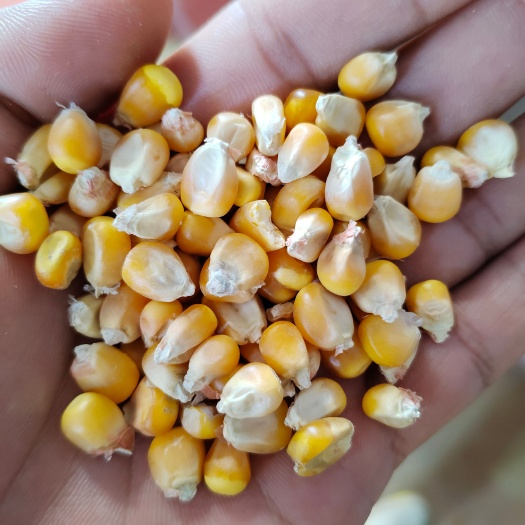 唐河县玉米大量现货，湖北河南鲜玉米棒大量上市，适合食用，饲料，等。