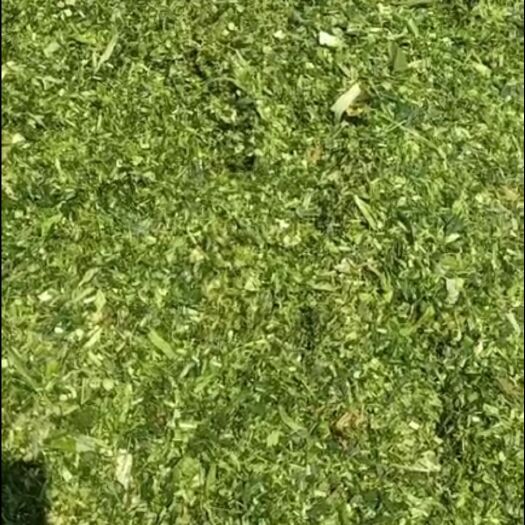 永清县玉米秸秆黄储，酒香味十足，颜色黄绿，牛羊适口性好，支持散装