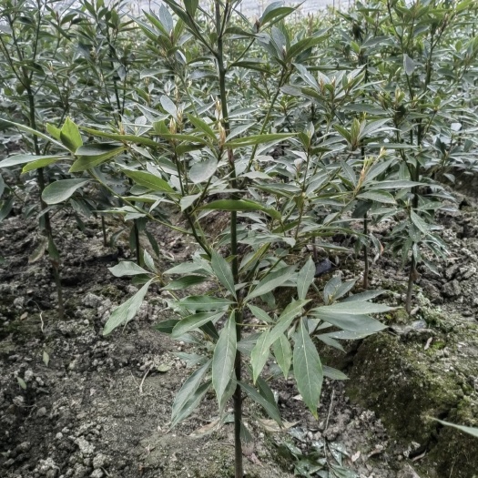 成都金丝楠木小苗、小叶桢楠杯苗