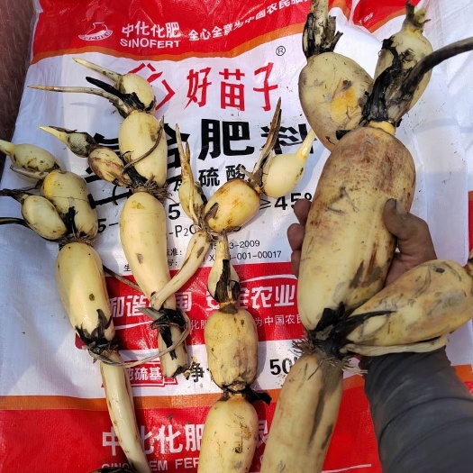 江门鄂莲6号藕种苗