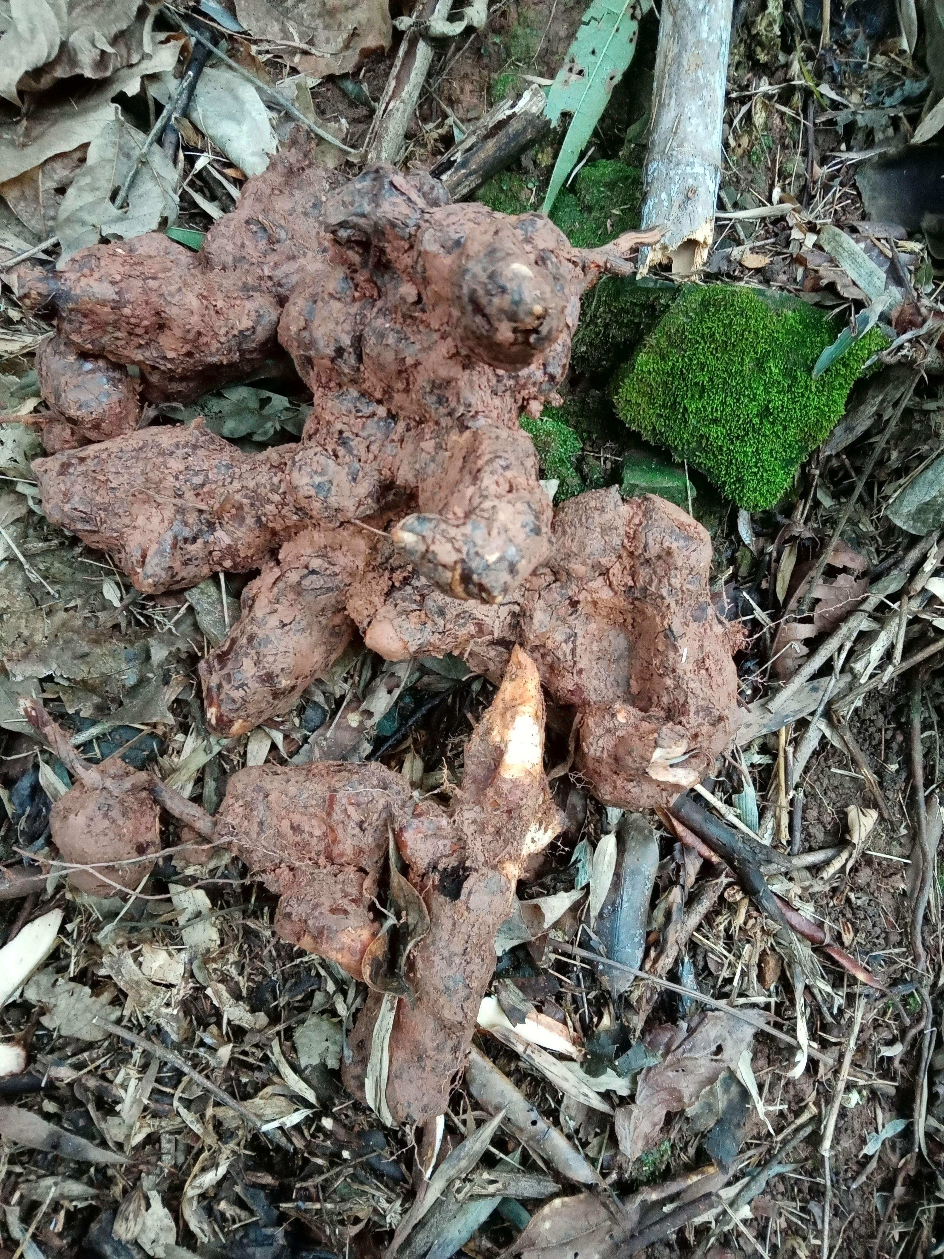 土茯苓