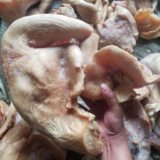 惠州牛胎盘，牛小货