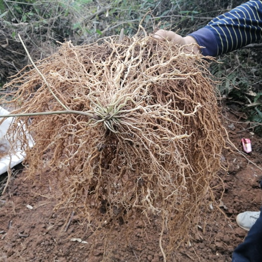 阳朔县各种绿化苗木，占地苗，杯苗