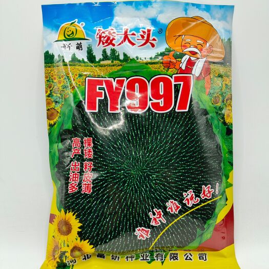 德州油葵种子 FY997矮棵大头出油多