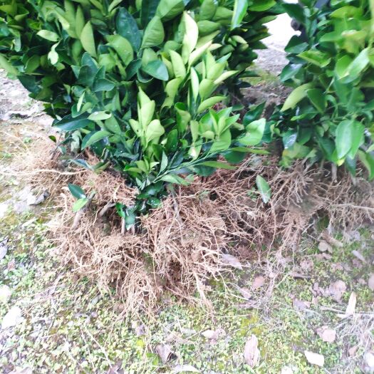 建瓯市柑橘苗木
