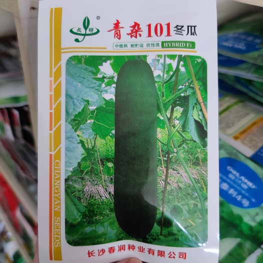 武汉长研青杂101杂交冬瓜种子中晚熟杂交一代青皮冬瓜种子长炮弹形