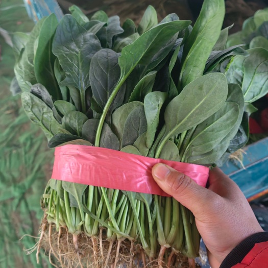 博爱县大叶菠菜  菠菜