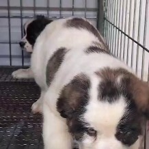 嘉祥县中亚牧羊犬幼犬公母都有喜欢的联系