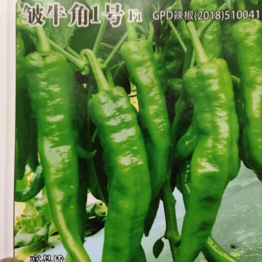 绥宁县牛角椒苗 线椒苗 螺丝椒苗基地直发货提供技术指导 支持代育