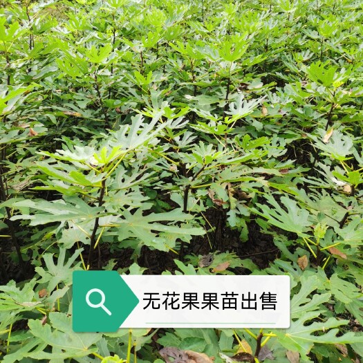 余庆县无花果苗