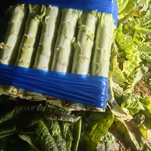莒南县紫叶莴笋杆粗，叶好，保证无空心，大量上市