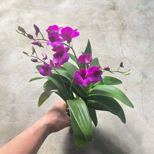 南靖县红泼墨石斛兰花带花苞盆栽 香水石斛兰带花苞