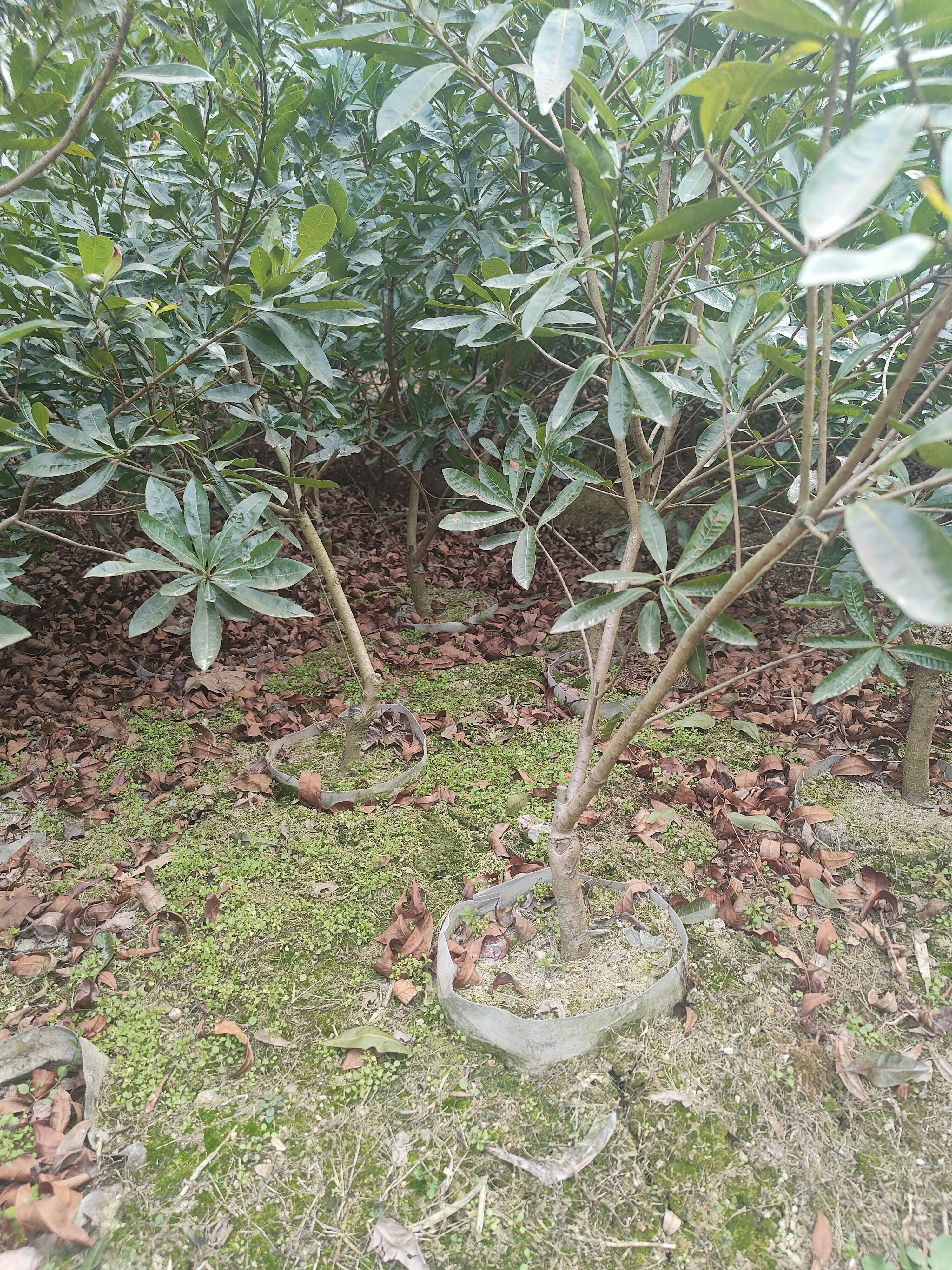 2023年杨梅树苗东魁  台梅 乌梅 靖州杨梅 嫁接苗