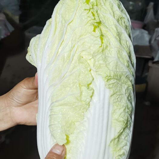 睢宁县优质黄心大白菜
