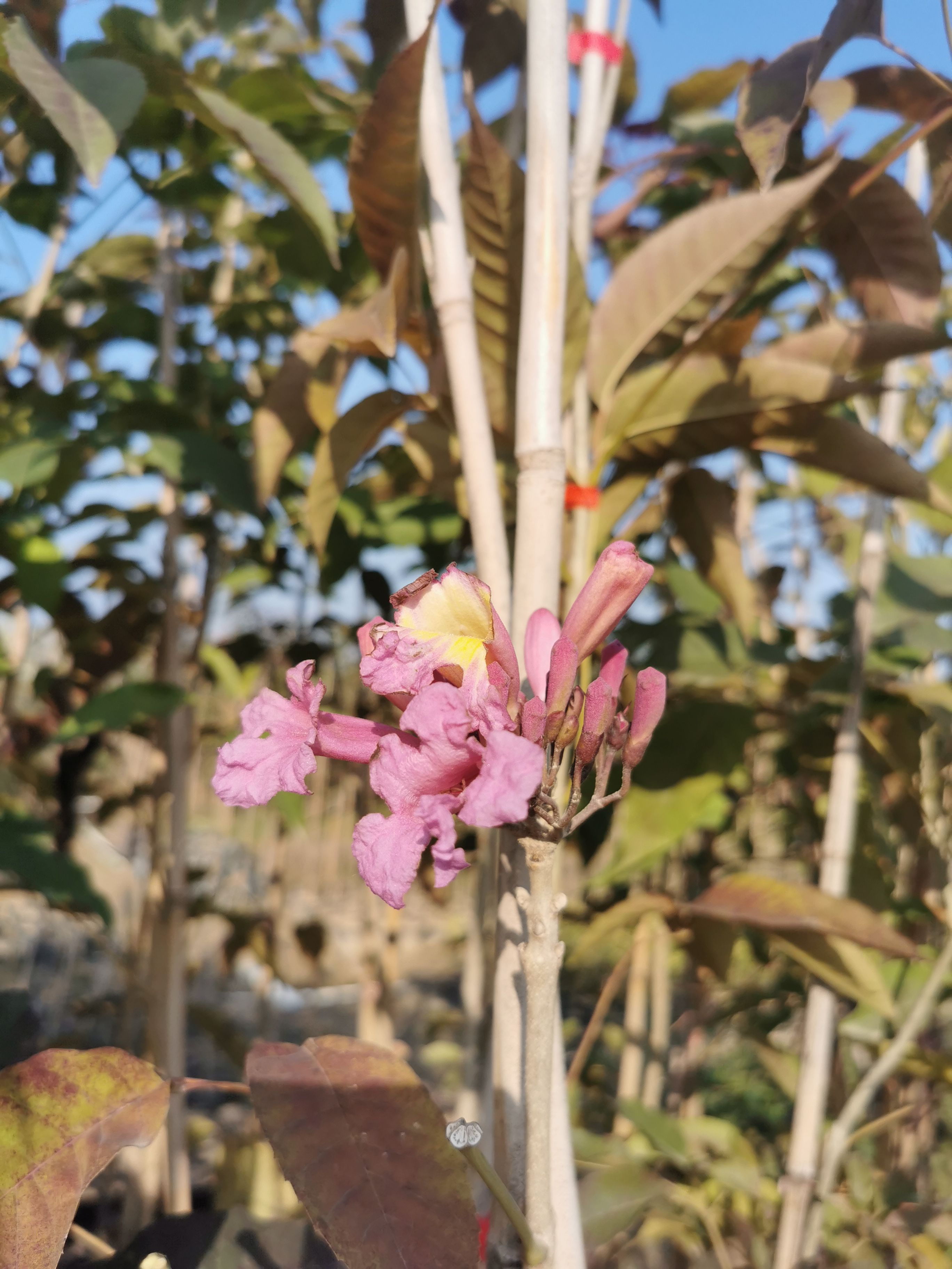 紫花风铃苗
