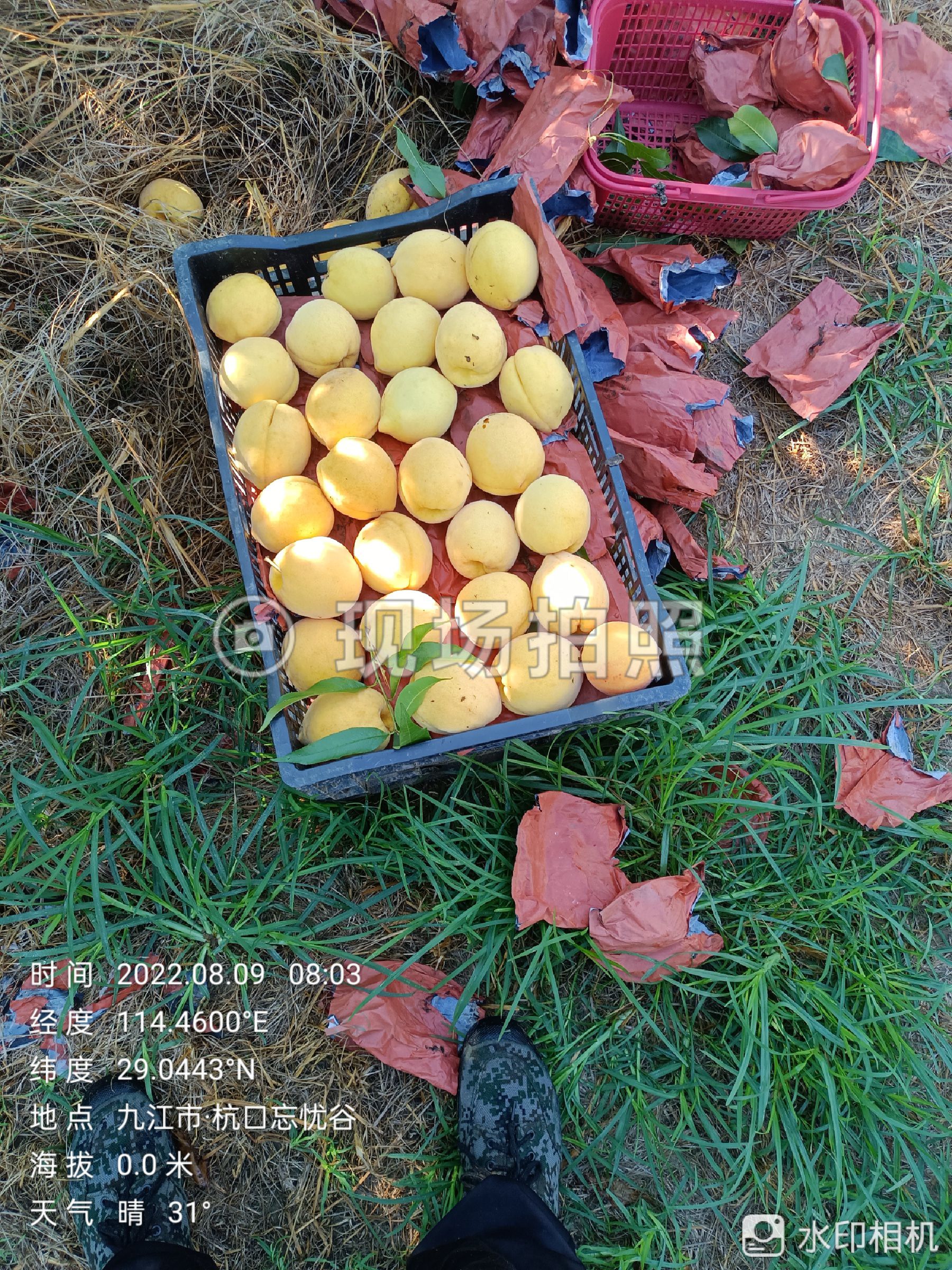 水果黄桃黄金密一号黄金桃